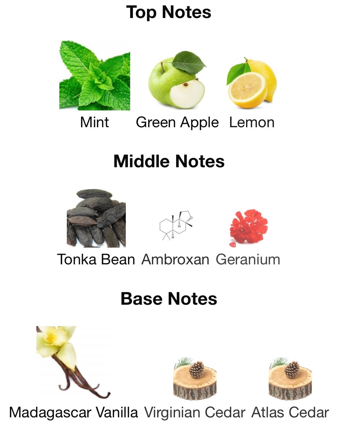 The Club Rat-versace eros.